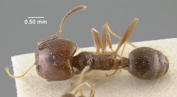 Media type: image;   Entomology 9132 Aspect: habitus dorsal view